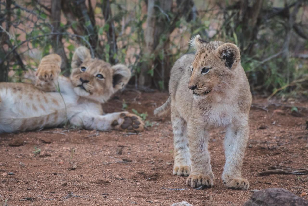 Ku Sungula Safari Lodge Balule Game Reserve Exterior foto