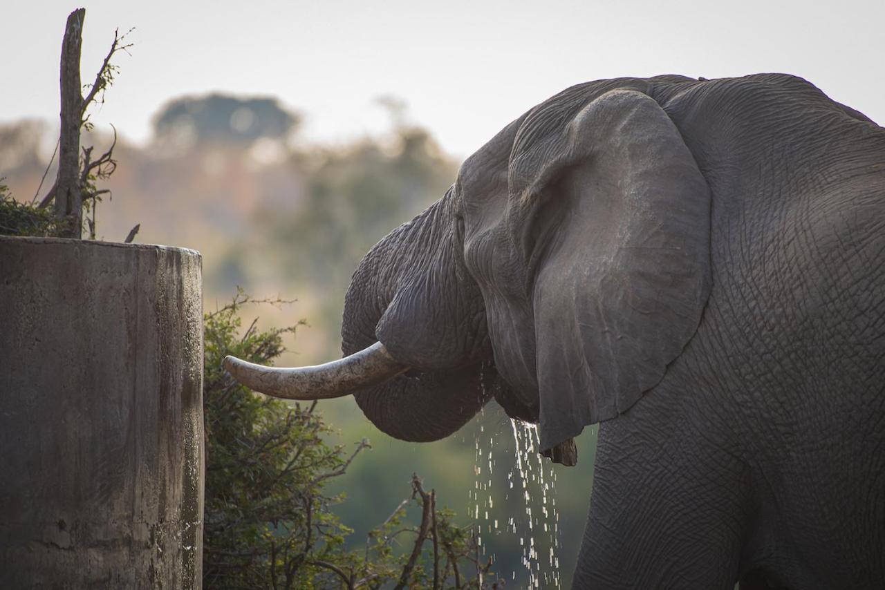 Ku Sungula Safari Lodge Balule Game Reserve Exterior foto