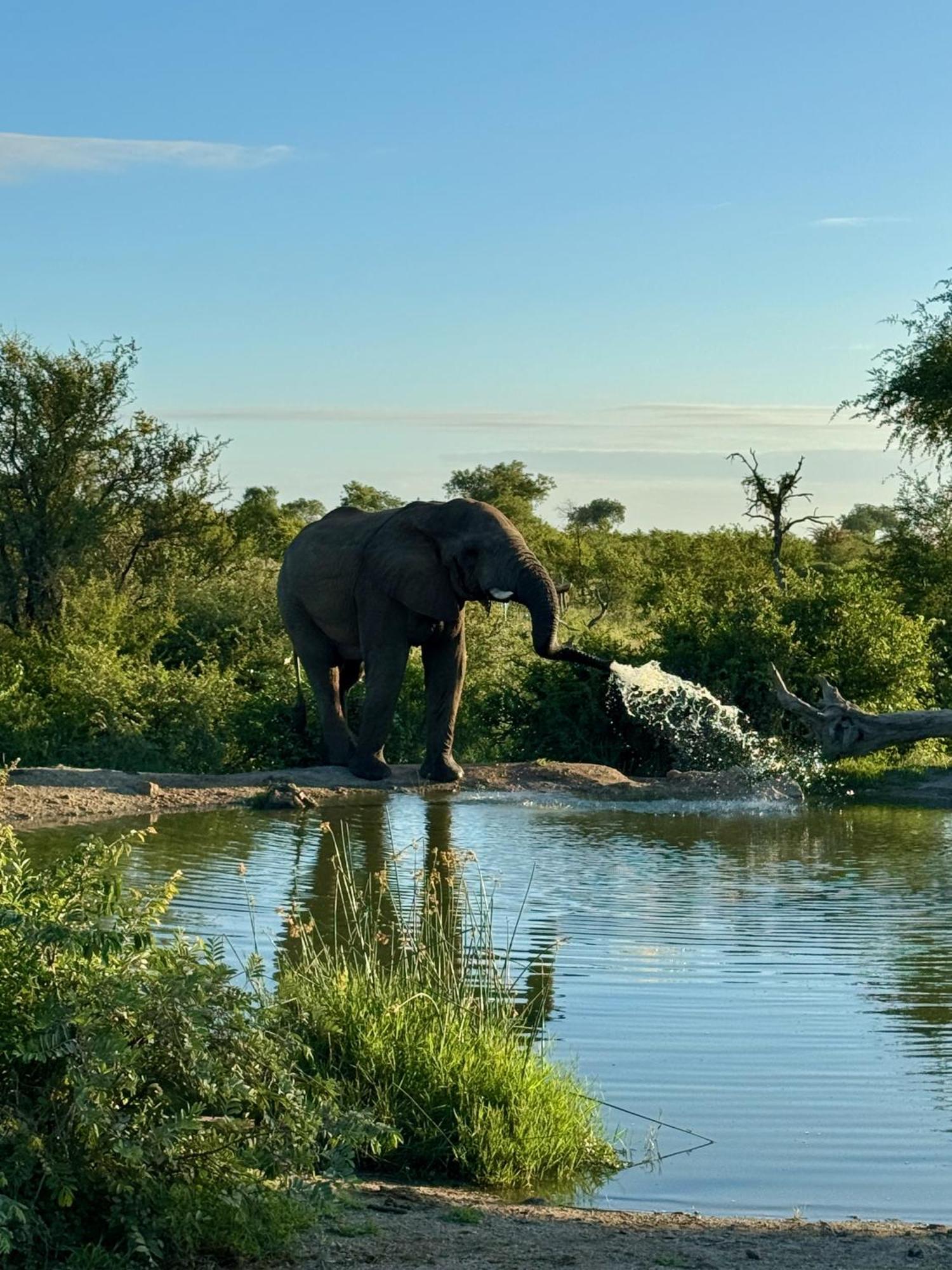 Ku Sungula Safari Lodge Balule Game Reserve Exterior foto