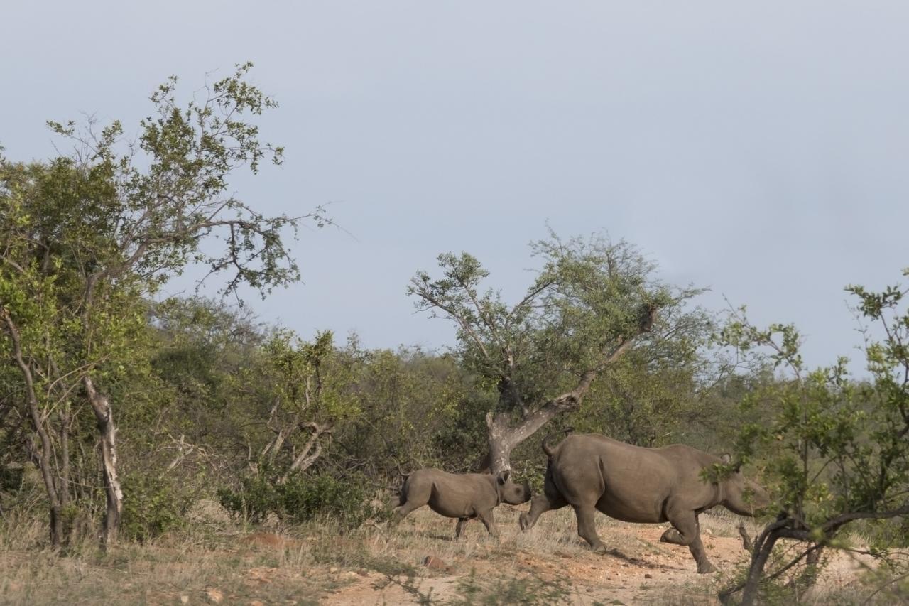 Ku Sungula Safari Lodge Balule Game Reserve Exterior foto