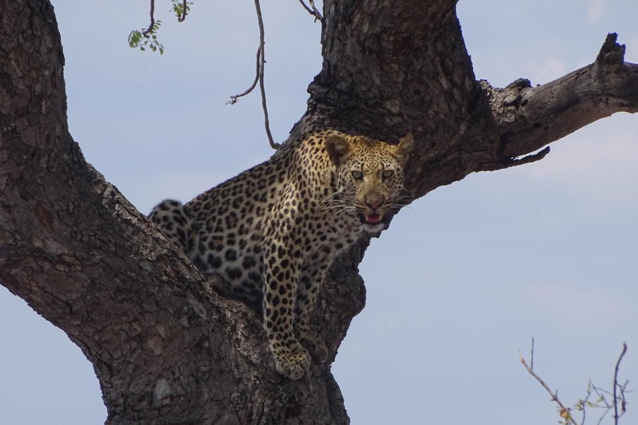 Ku Sungula Safari Lodge Balule Game Reserve Exterior foto